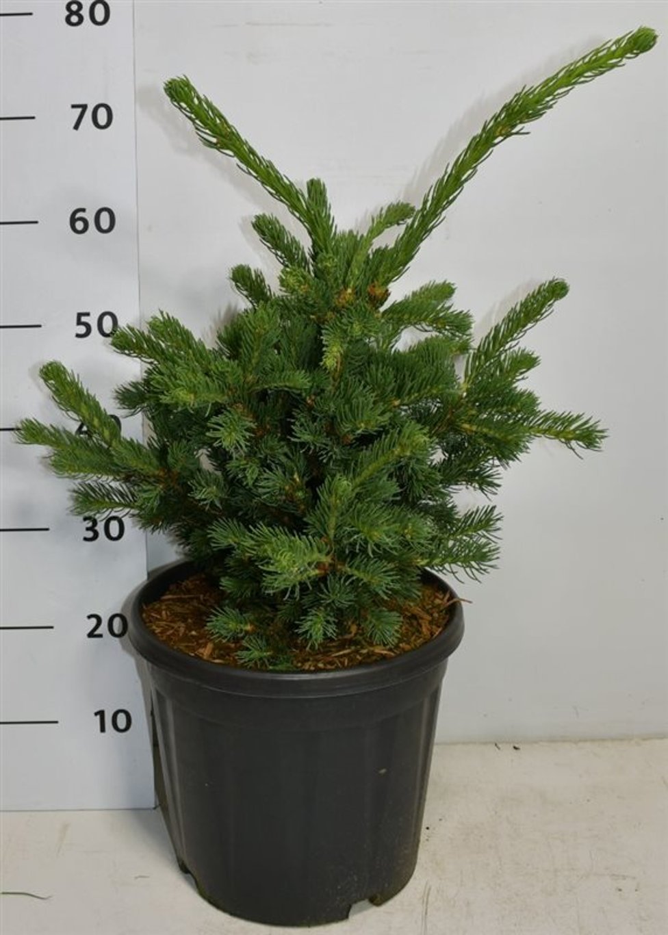 Picea pungens 'Lucky Strike' - C12 30-40 CM